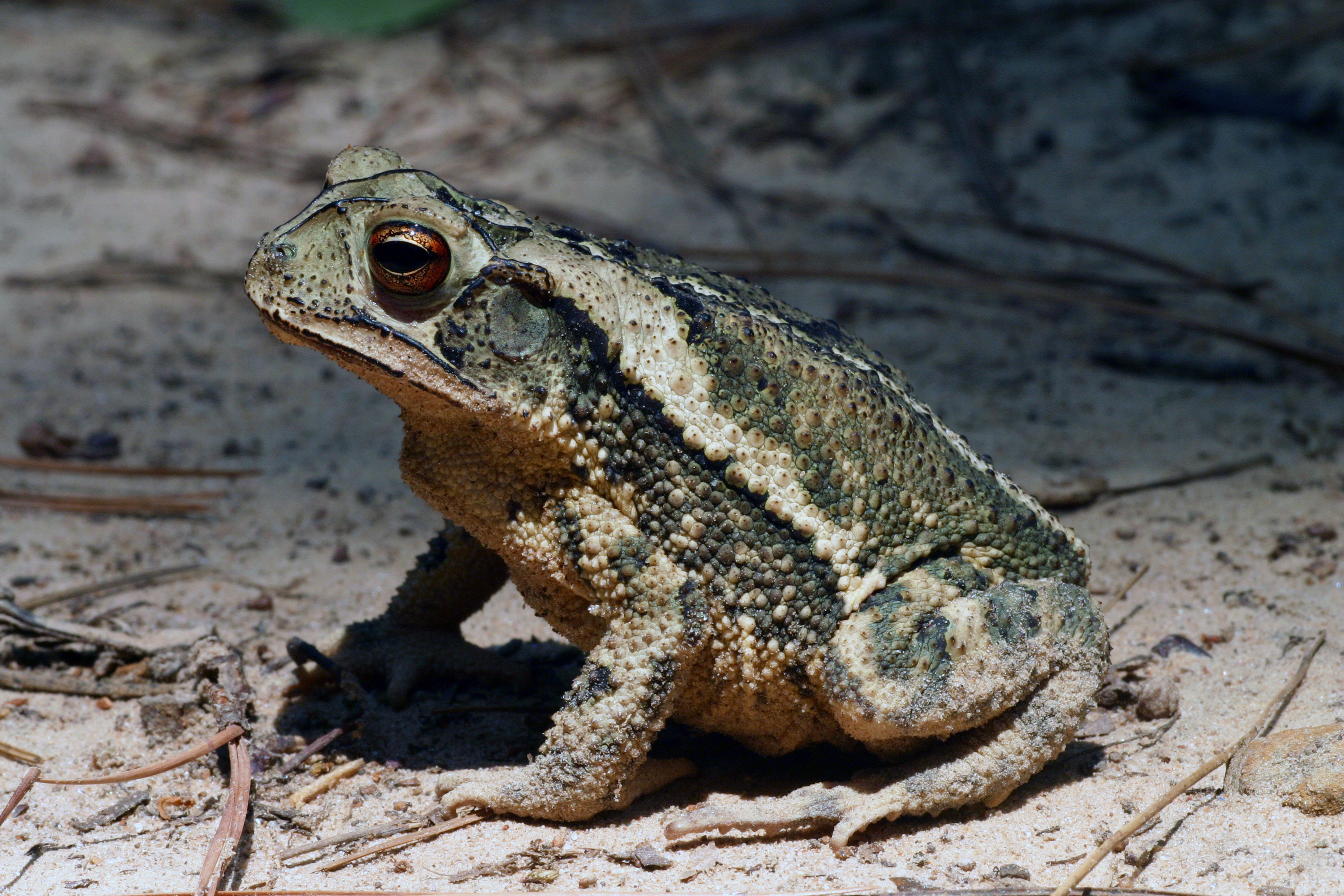 Crapaud de la côte du Golfe, Incilius valliceps (Bufo valliceps)