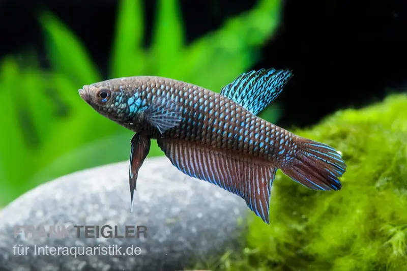 Combattant émeraude, Betta smaragdina