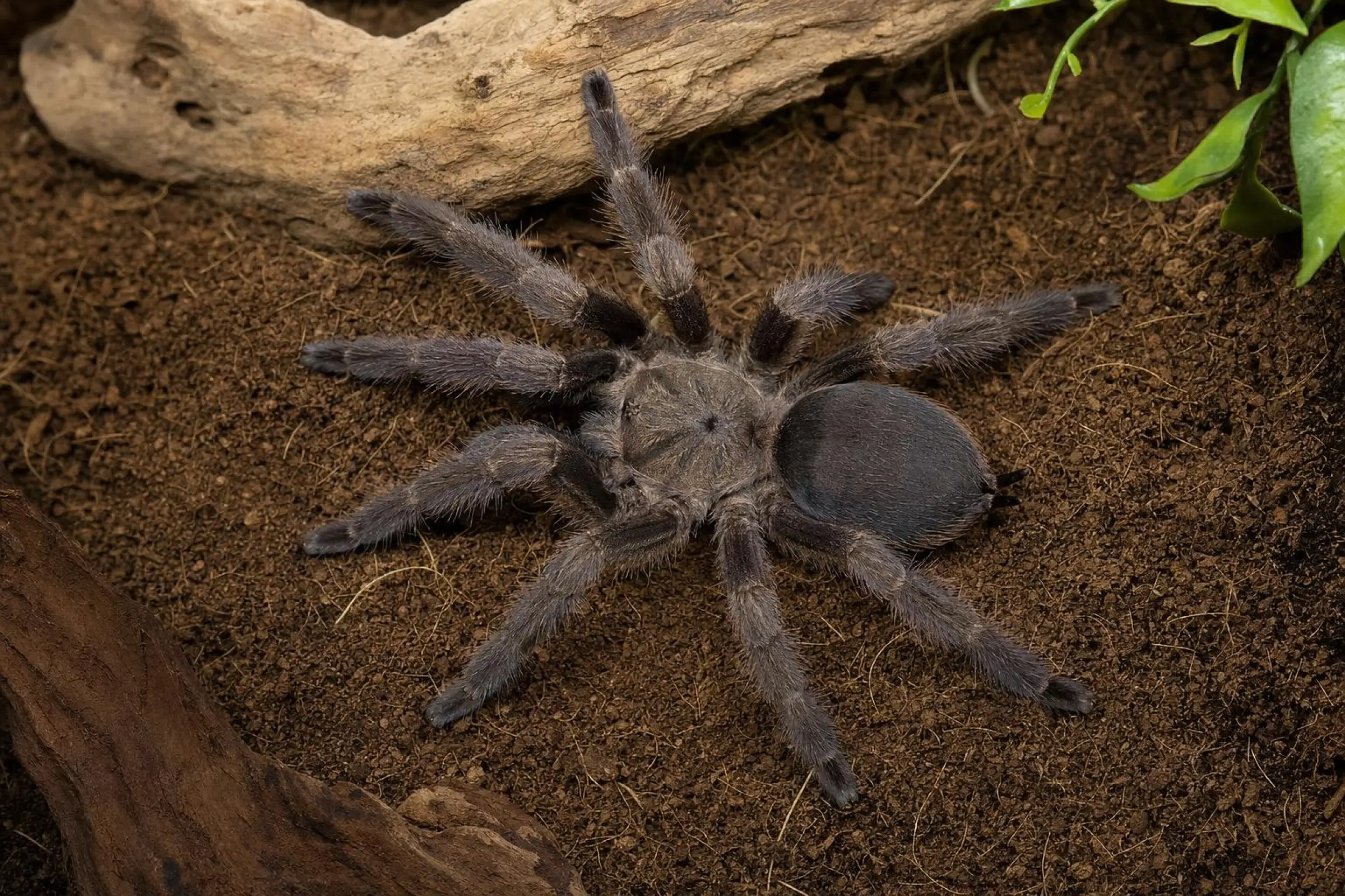 Mygale arboricole cuivrée, Tapinauchenius cupreus