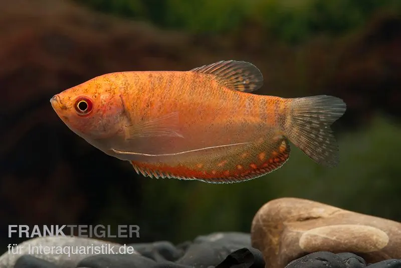 Gourami doré rouge-or, Trichogaster trichopterus