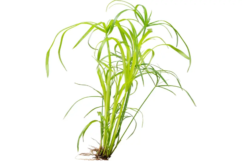 Papyrus nain, Cyperus alternifolius, en pot