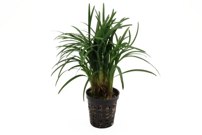 Ophiopogon nain japonais, Ophiopogon japonicus « Kyoto Minima »