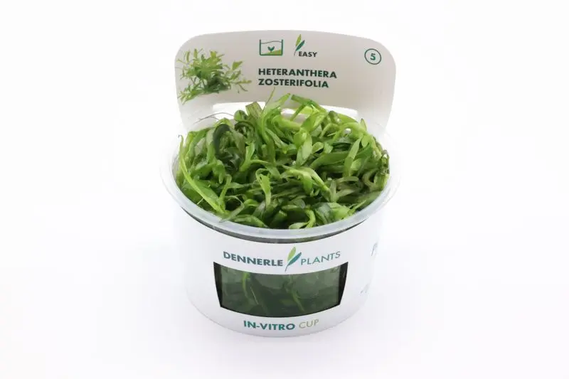 Hétéranthère à feuilles de zostère, Heteranthera zosterifolia, In Vitro