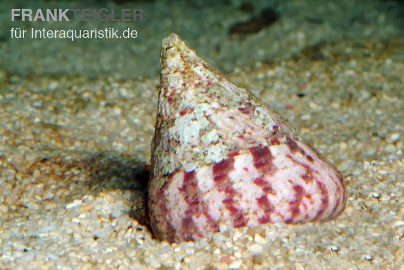 Escargot toupie rougeâtre, Trochus histrio