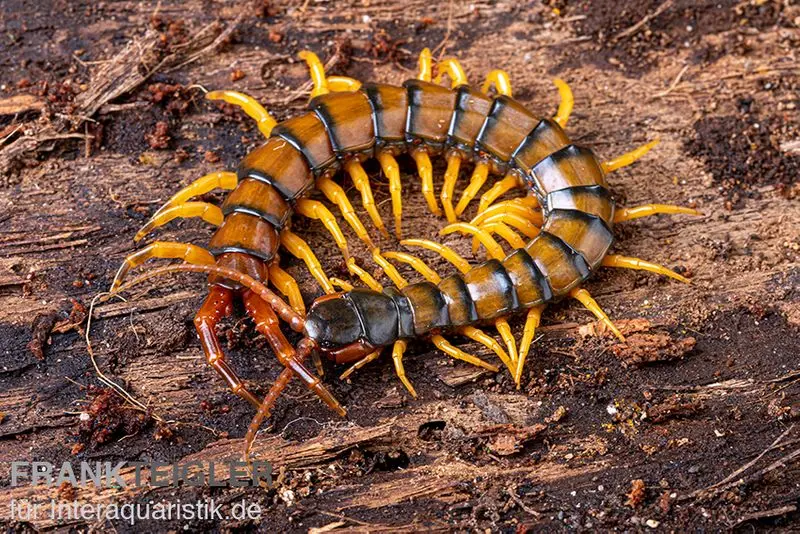 Myriapode Trigonopodus, Ethmostigmus trigonopodus Niger, orange