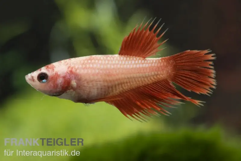 Combattant Crown Tail rouge, femelle, Betta splendens