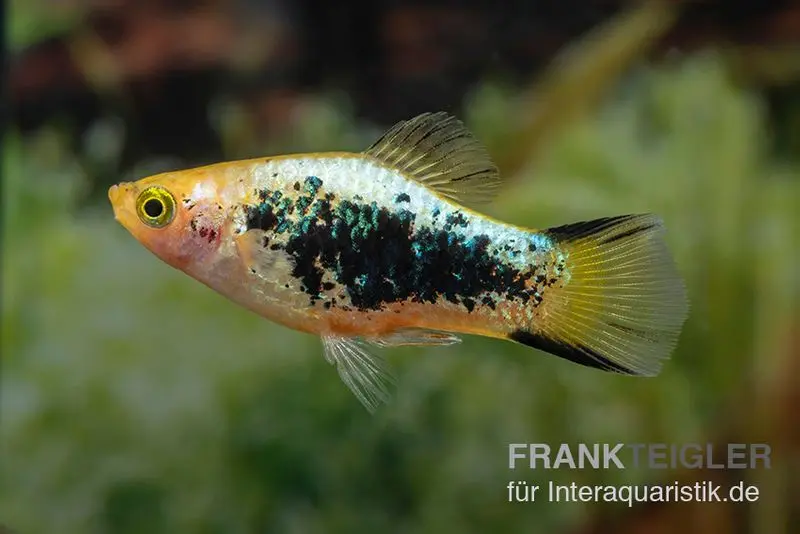 Platy comète tuxedo jaune, Xiphophorus maculatus