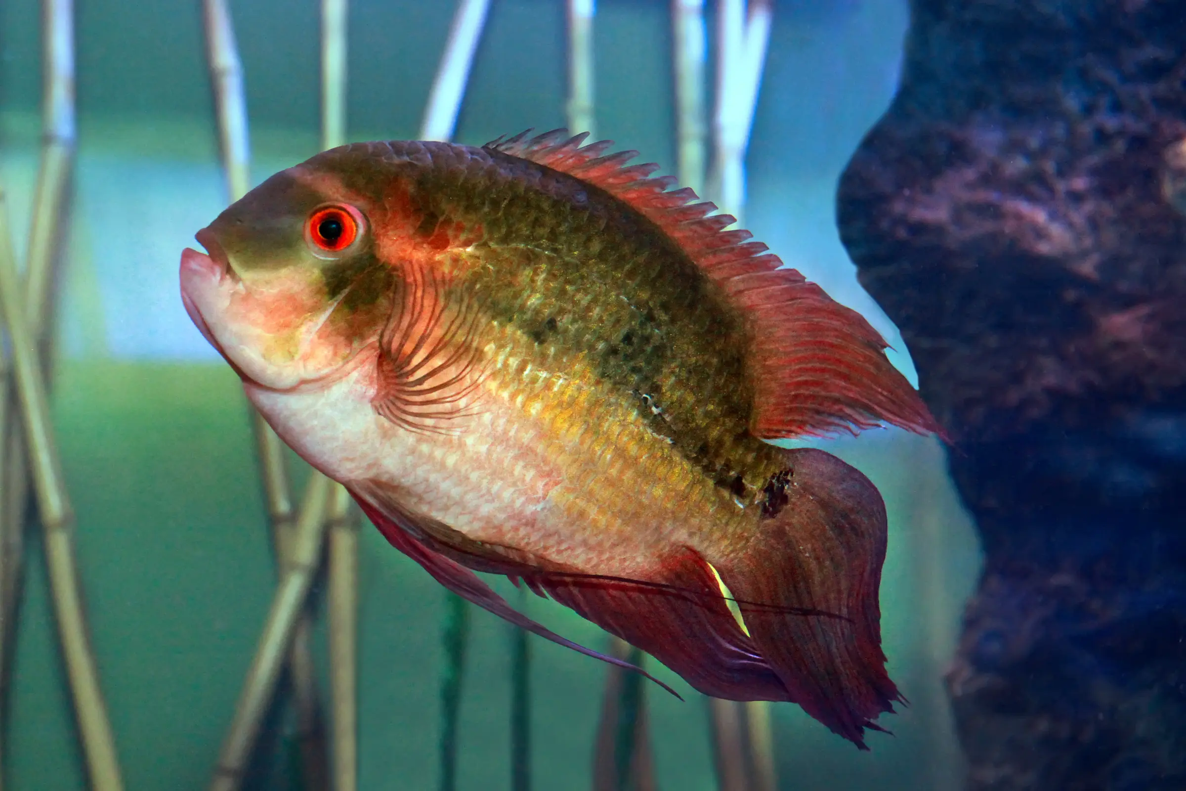 Cichlidé émeraude, Hypselecara temporalis