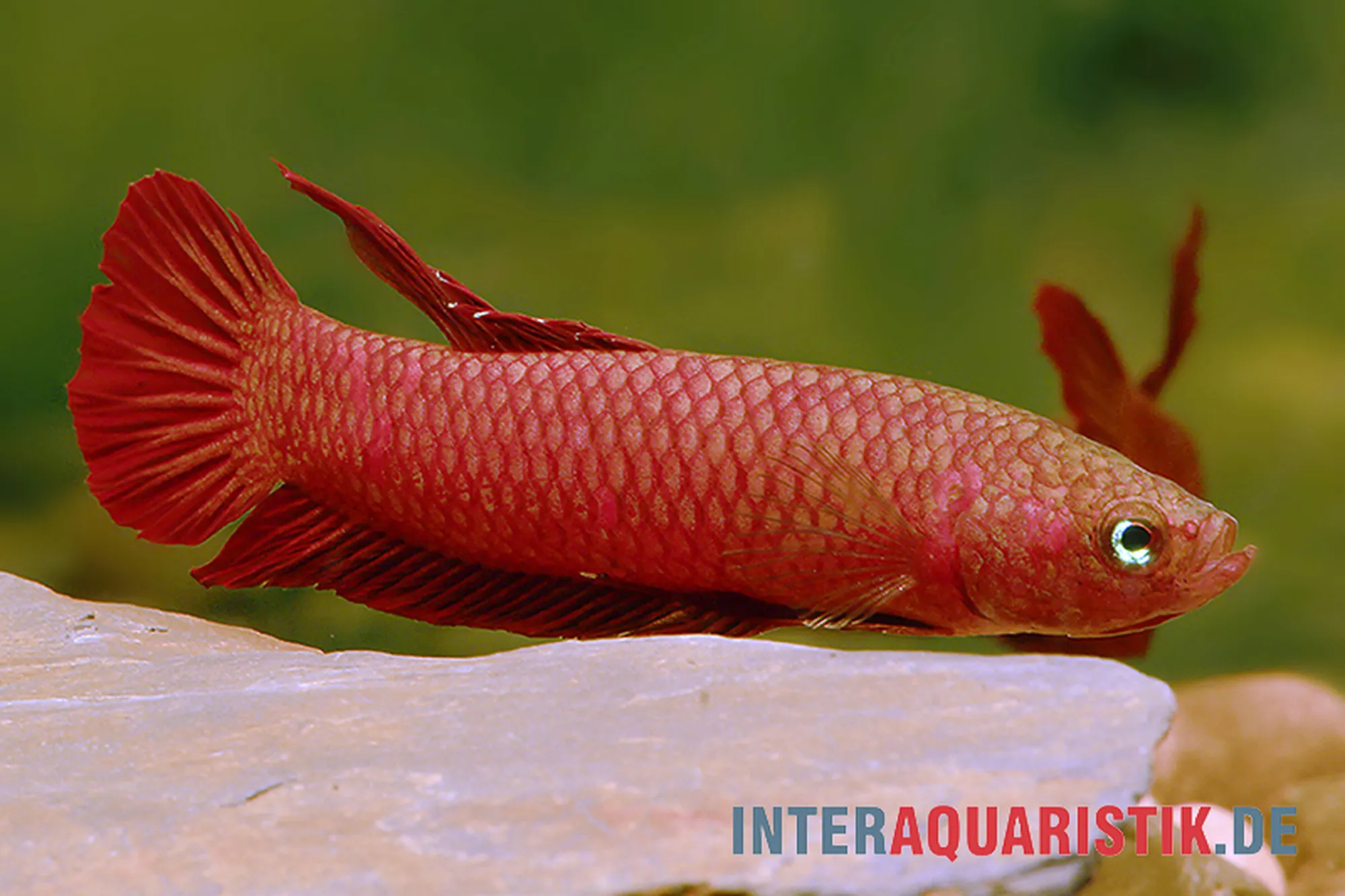 Combattant nain rouge, Betta rutilans, 3-4 cm