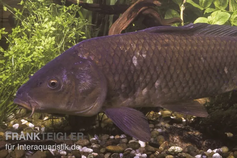Carpe commune à écailles, Cyprinus carpio, 10-12 cm