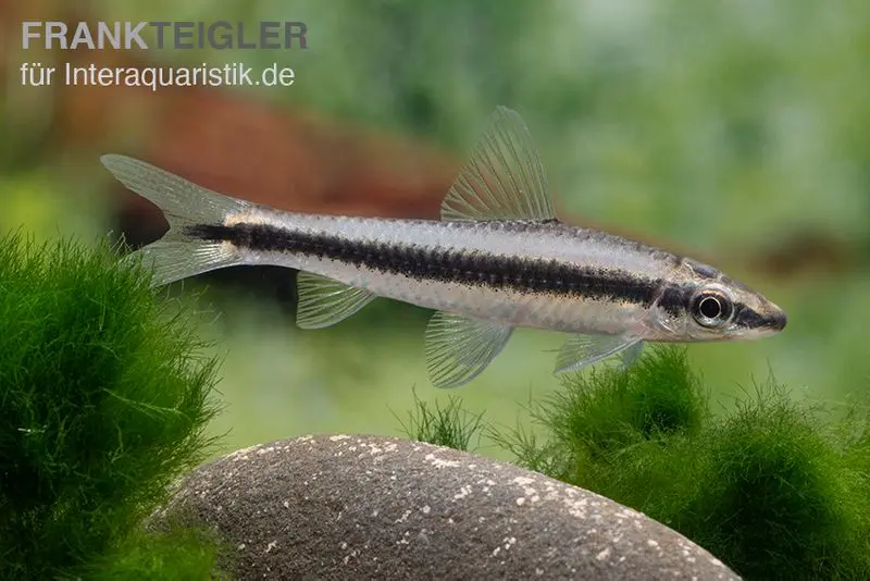 Mangeur d’algues siamois, Crossocheilus siamensis