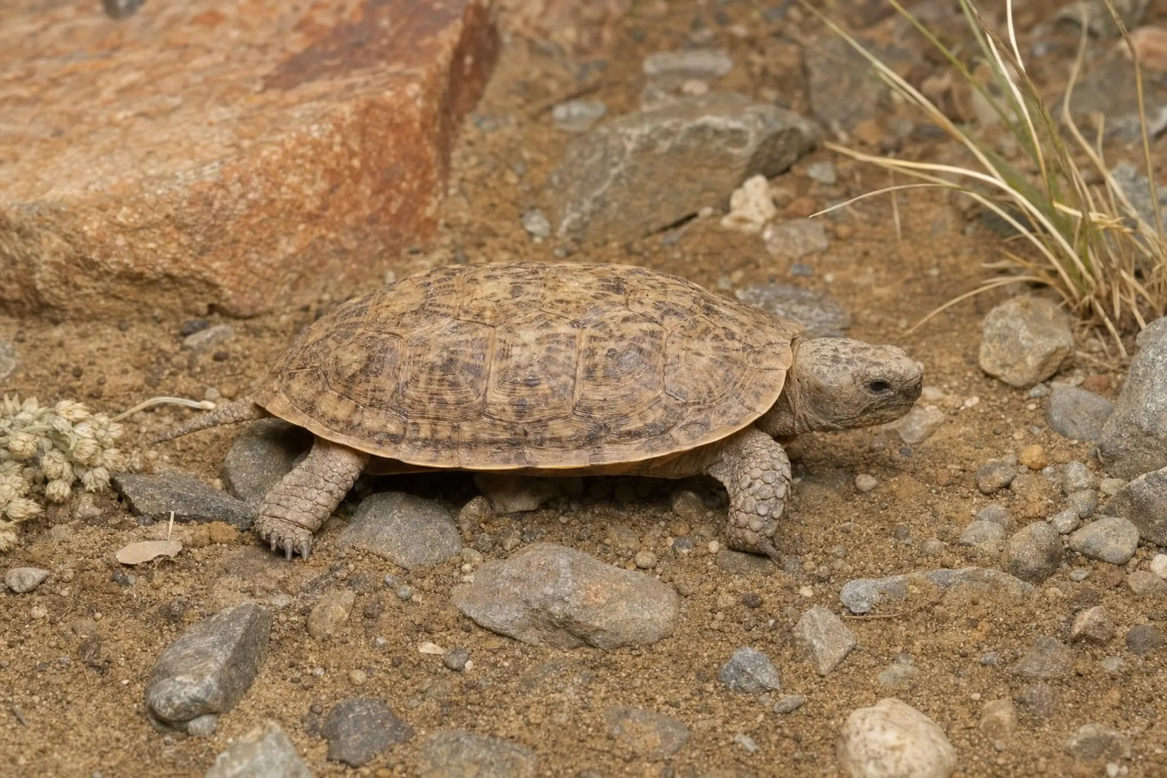 Tortue à dos plat, Malacochersus tornieri