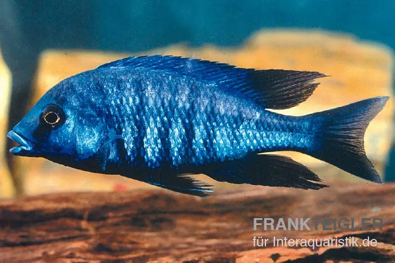 Cichlidé annectens, Protomelas annectens