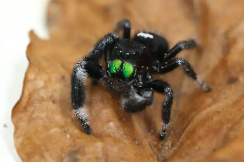 Araignée sauteuse royale, Phidippus regius