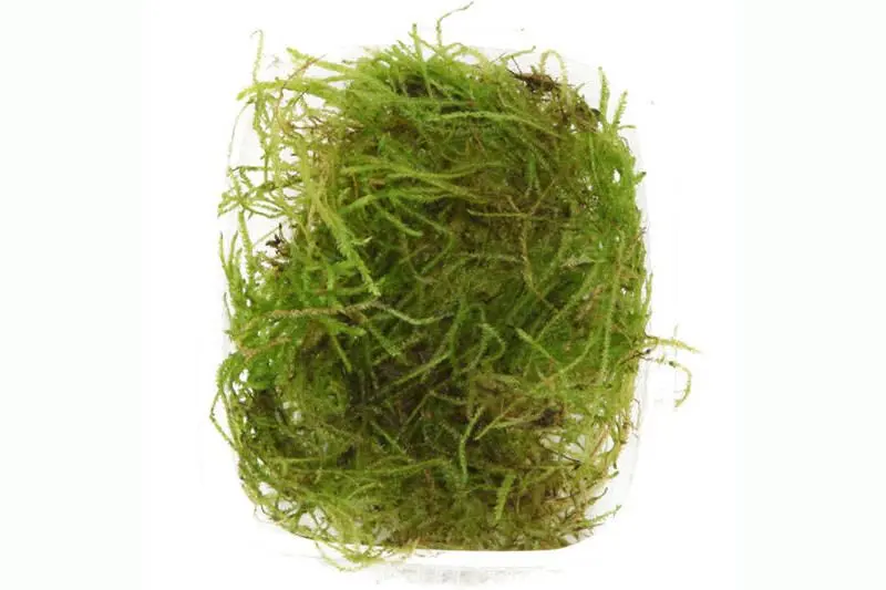 Mousse de Bogor, Taxiphyllum barbieri, en pot