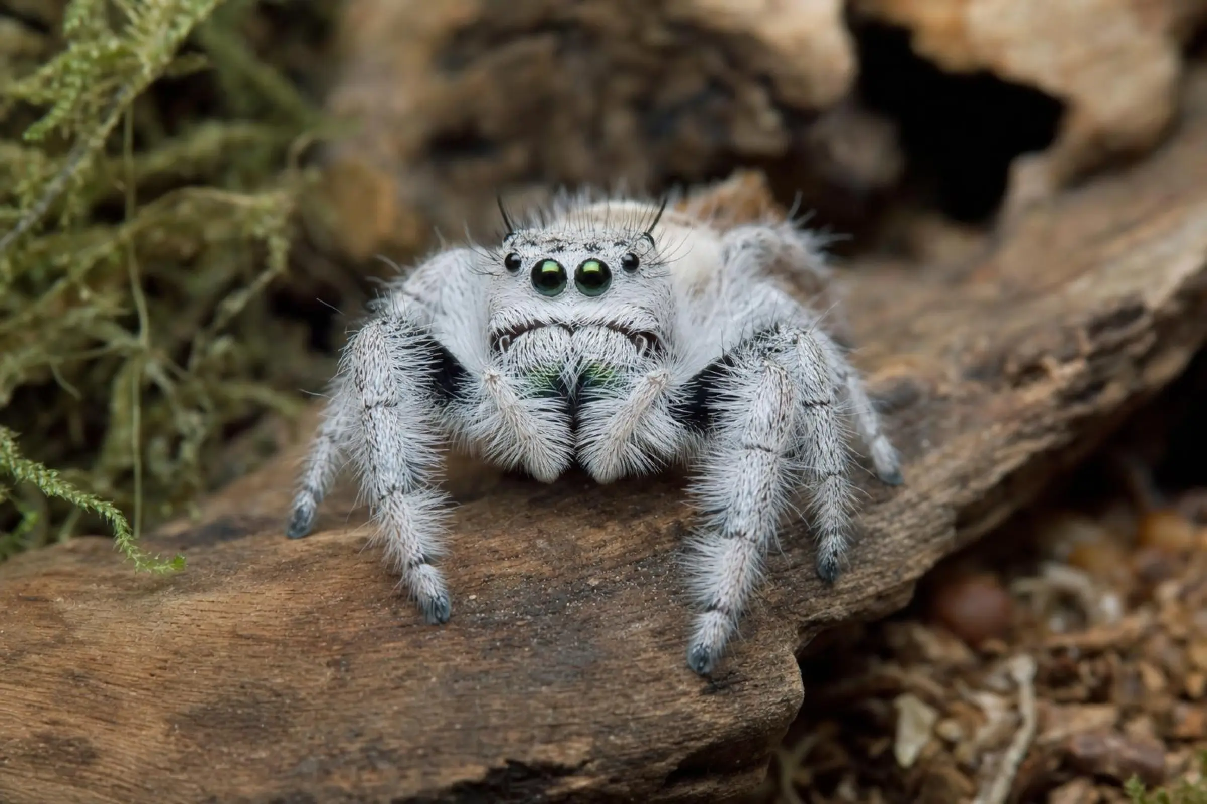 Königsspringspinne « Light », Phidippus regius