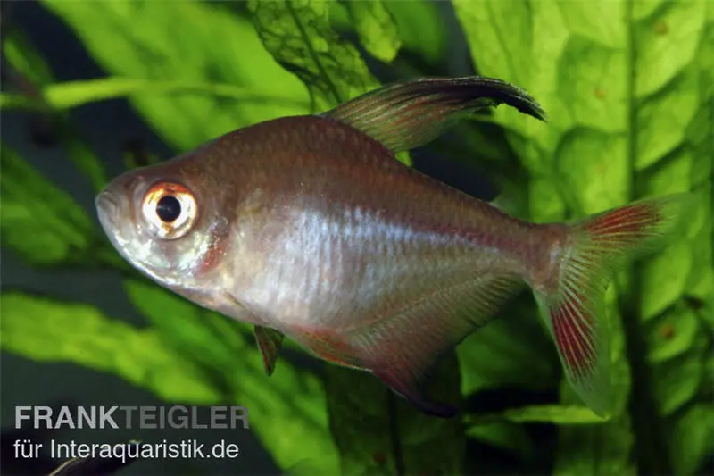 Tétra faucille, Hyphessobrycon robertsi, 2-4 cm