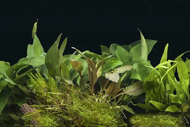 Assortiment de plantes d’aquarium « Cichlidés » pour aquarium de 60 cm, set de plantes d’aquarium