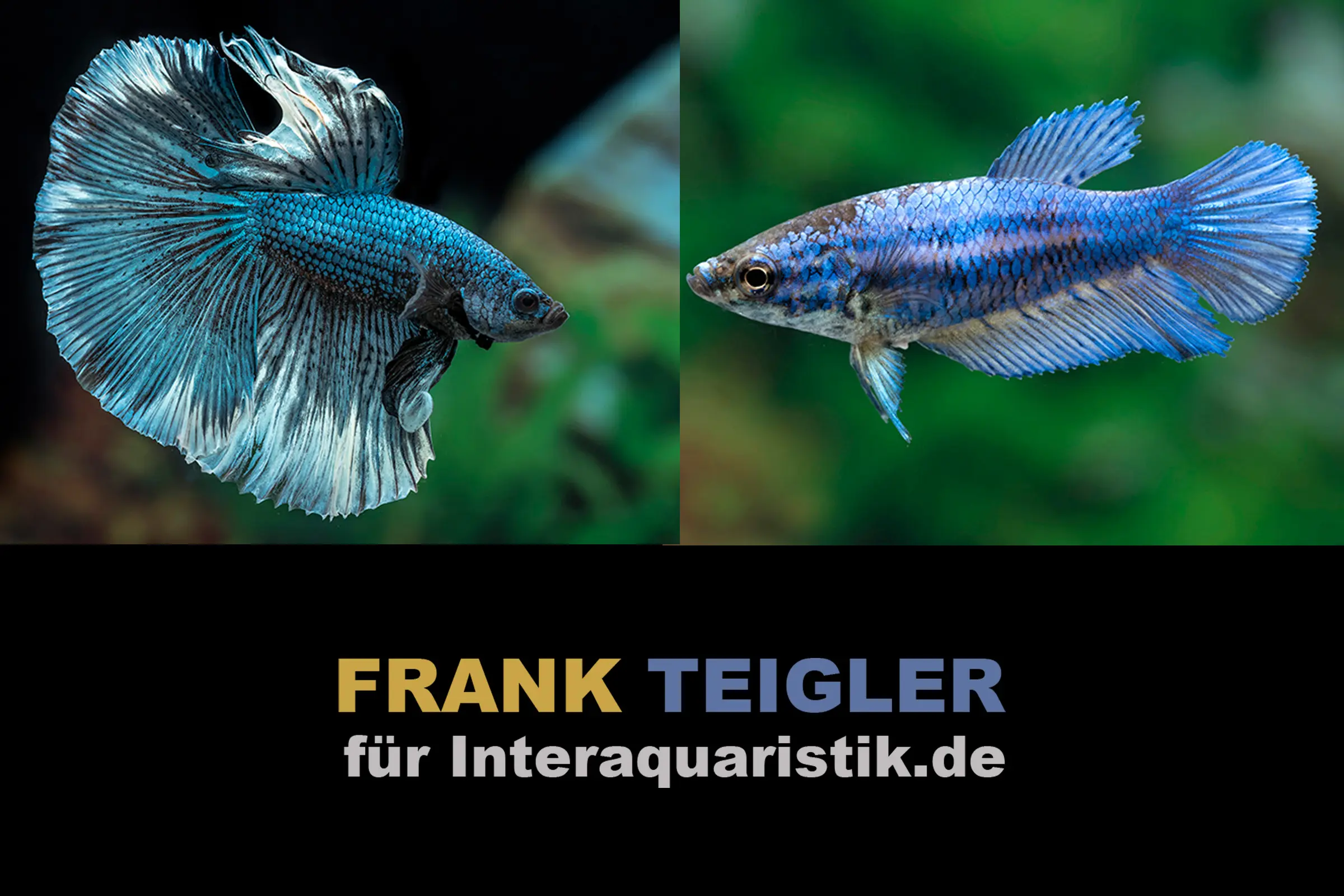 Couple : Combattant Halfmoon Copper Blue, Betta splendens