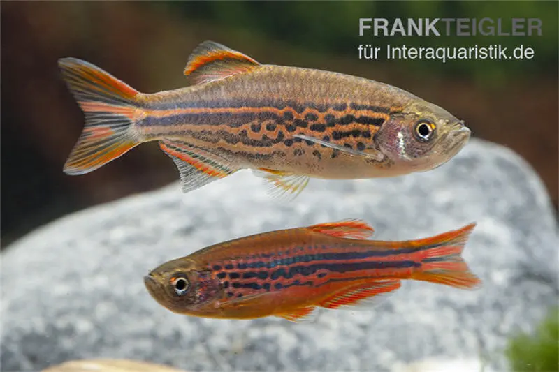 Danio kyathit, Danio kyathit Fire Ring (mini-poisson), DNZ (élevage allemand)