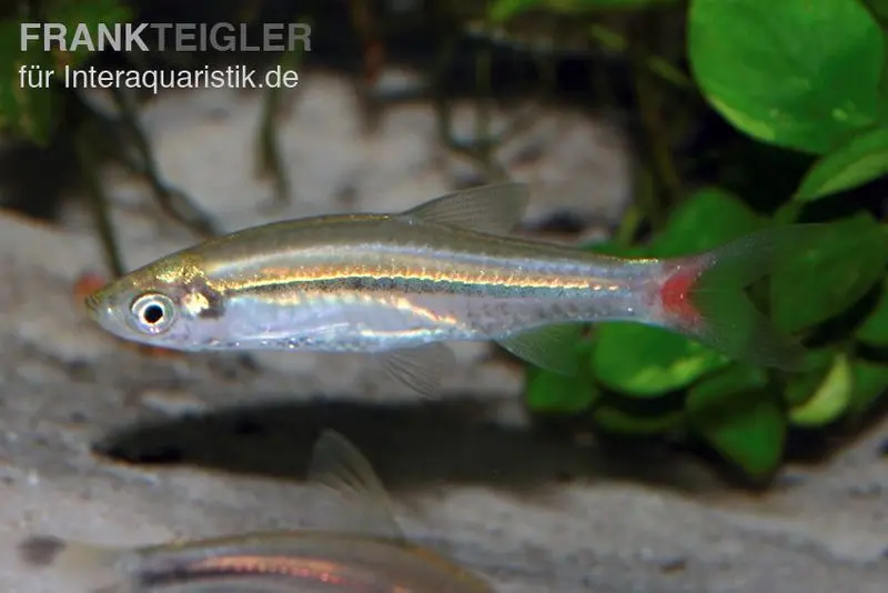 Rasbora à nageoires rouges, Rasbora borapetensis