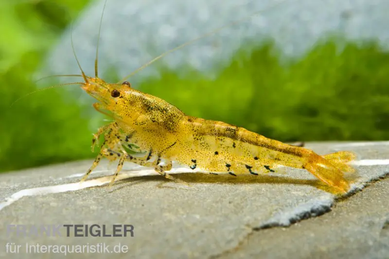 Crevette tigre dorée/Tangerine Tiger, Caridina cf. cantonensis