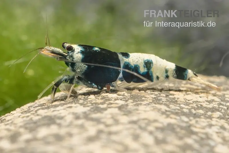Crevette Black Pinto Mix, Caridina spec. Black Pinto Taiwan Bee