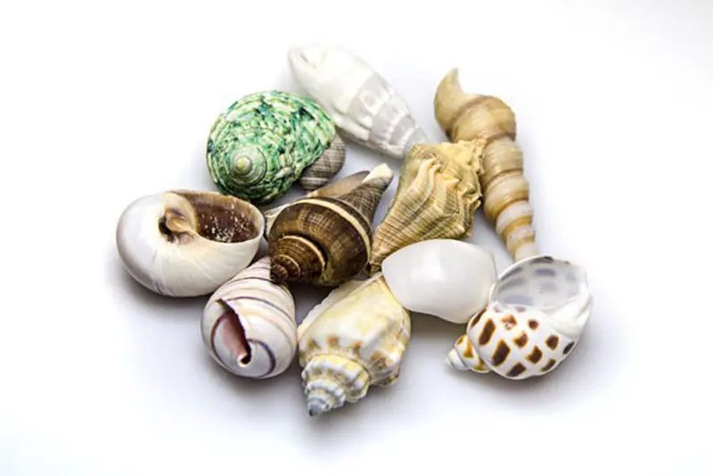 Hobby Sea Shells Set M (10 pièces)