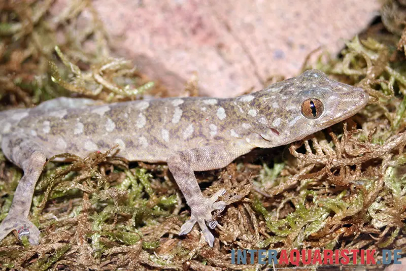 Gecko marbré, Gekko grossmanni