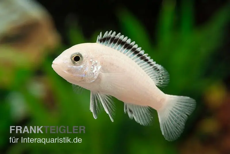 Labidochromis NKAHLI blanc, Labidochromis spec. NKAHLI, 3,5-5 cm