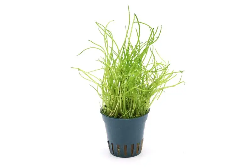 Plante gazonnante de Maurice, Lilaeopsis mauritiana, en pot