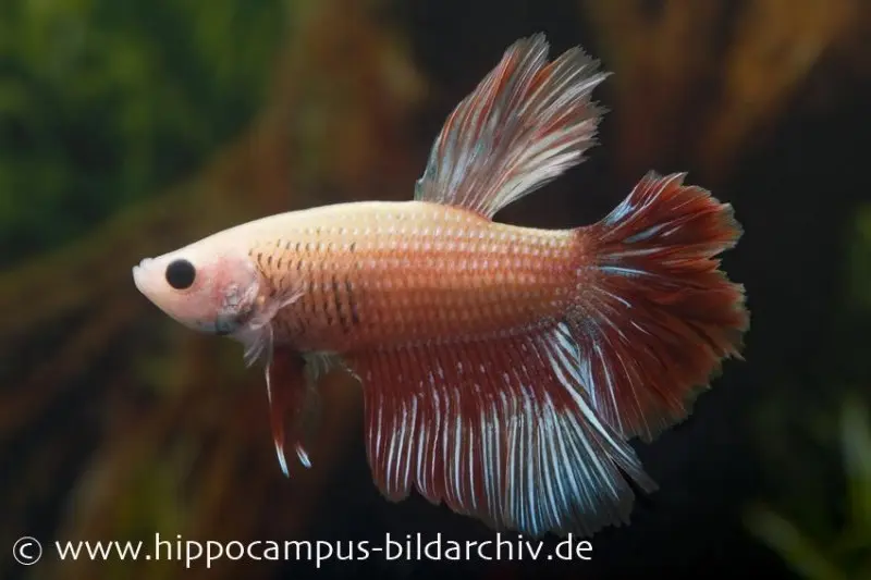 Combattant Halfmoon mirabelle, mâle, Betta splendens