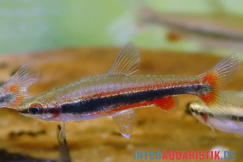 Tétra ornemental à bande longitudinale, Nannostomus beckfordi