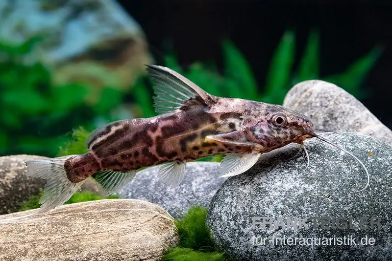 Silure à barbillons plumeux de Greshoff, Synodontis greshoffi
