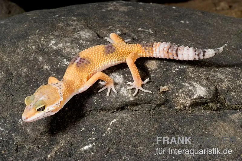 Gecko léopard, Eublepharis macularius, HIGH YELLOW