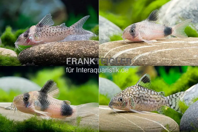10x Corydoras en mix, Corydoras sp.