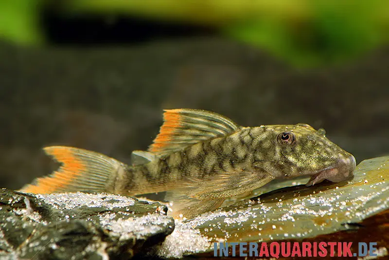 Pléco cuirassé Orénoque-Guyane, Guyanancistrus guahiborum « L106 »