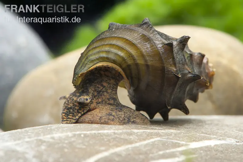 Escargot hérisson, Brotia armata