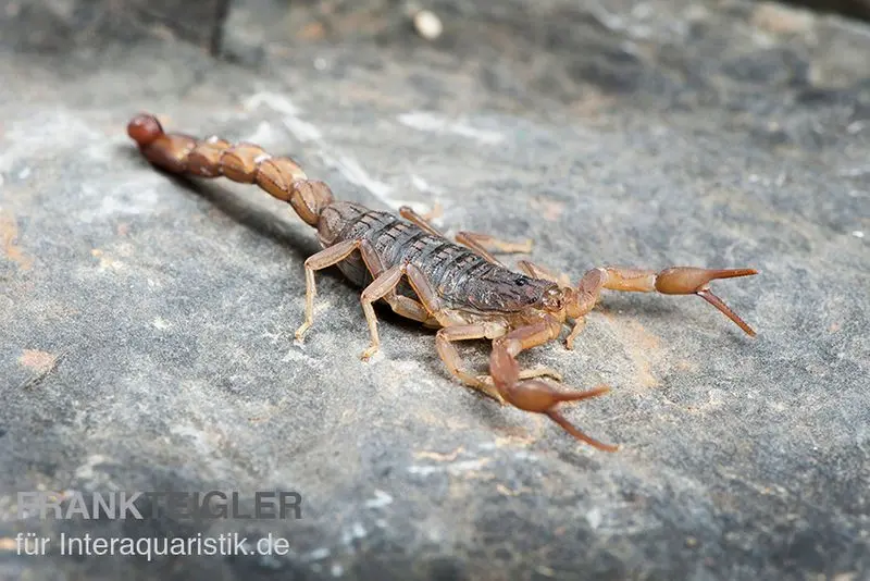 Scorpion africain, Hottentotta hottentotta