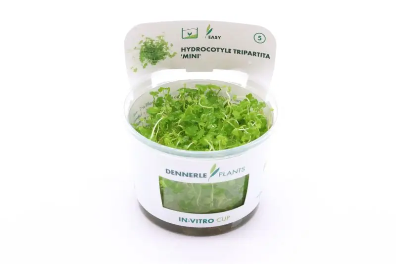 Mini hydrocotyle, Hydrocotyle tripartita « Mini », in vitro