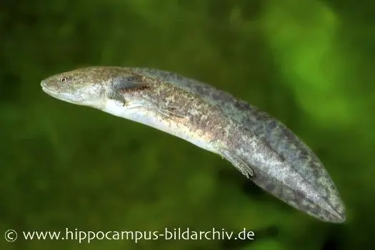 Axolotl XL de couleur naturelle, Ambystoma mexicanum, 18 cm