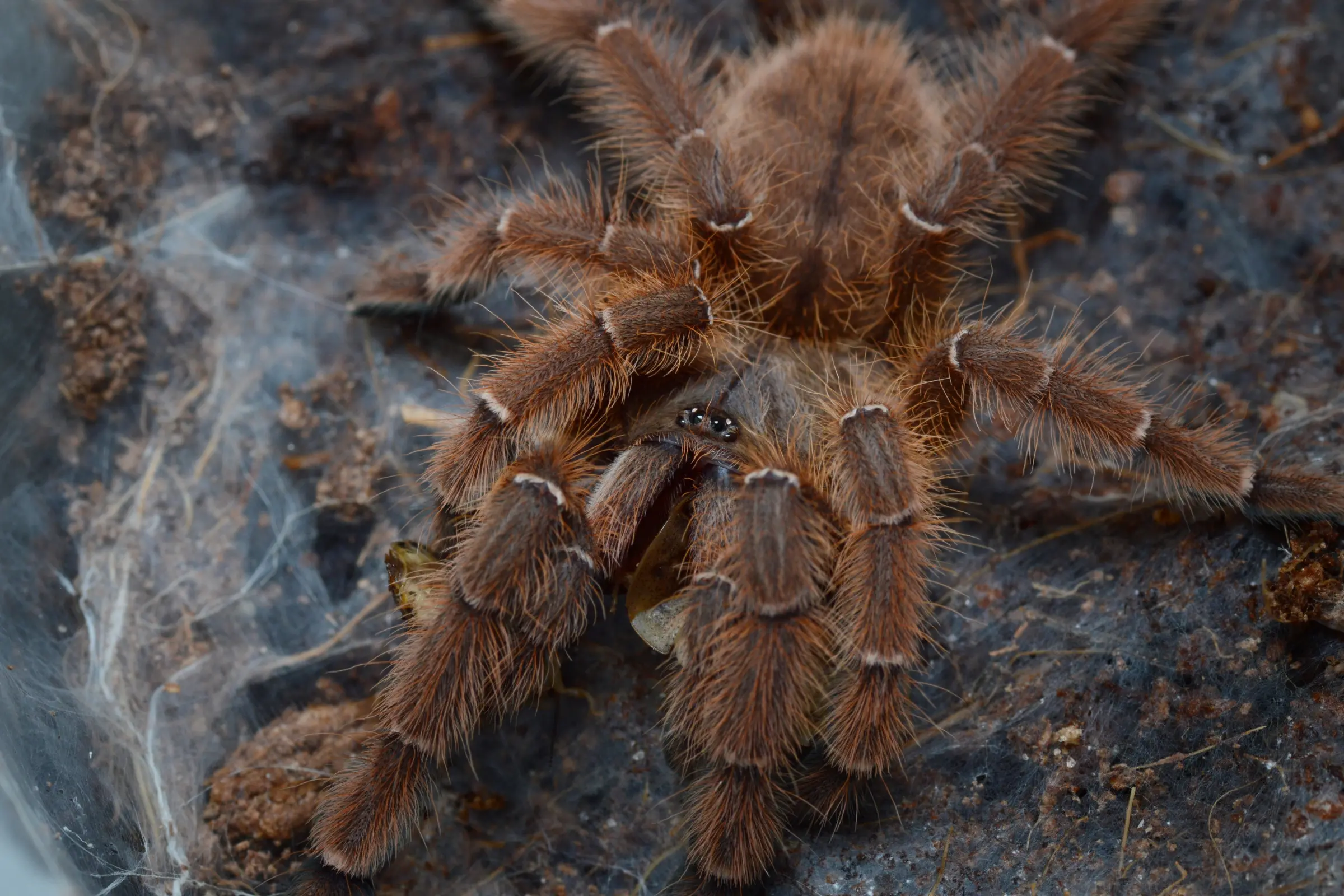 Mygale arboricole indonésienne, Phormingochilus sp. "Rufus" 