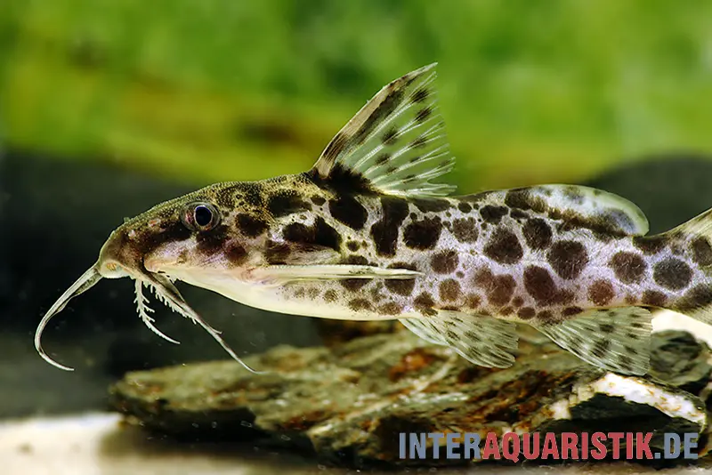 Silure Synodontis à queue en ciseaux, Synodontis soloni
