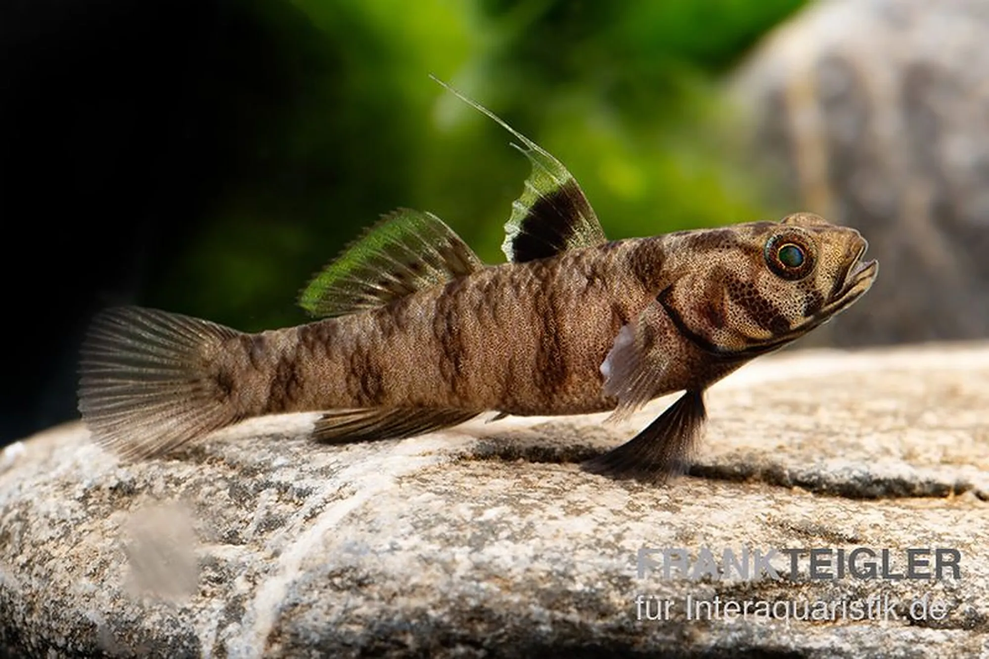 Gobie Adeia, Mugilogobius adeia, 2,5-3 cm