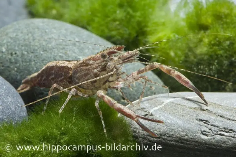 Crevette à pinces annelées, Macrobrachium assamense