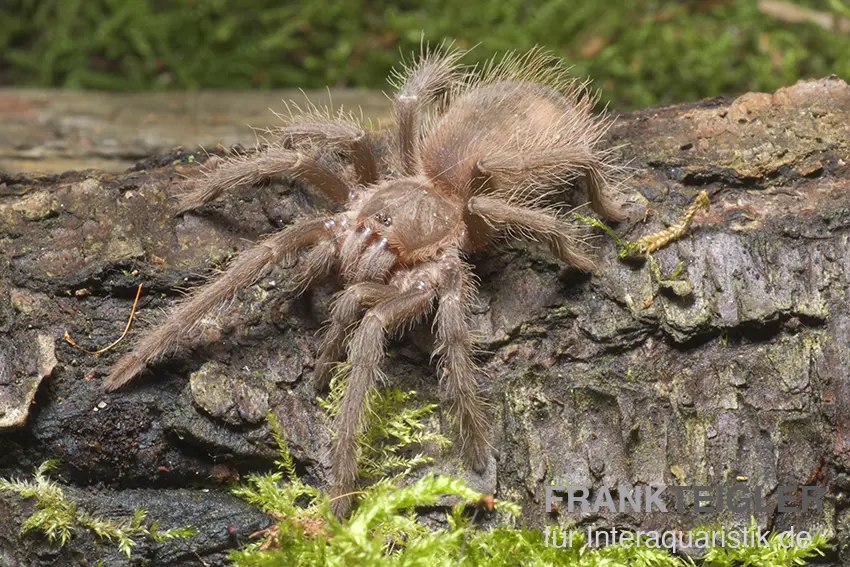 Mygale géante brésilienne, Lasiodora parahybana
