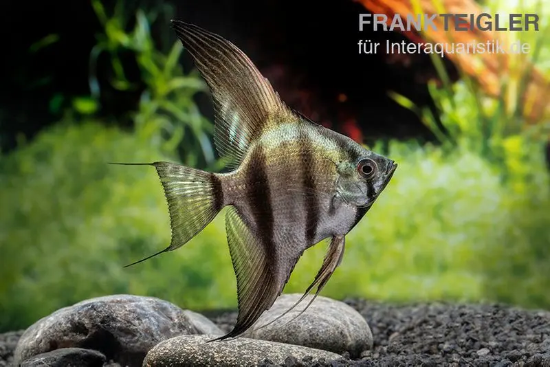 Scalaire noir-bleu, Pterophyllum scalare