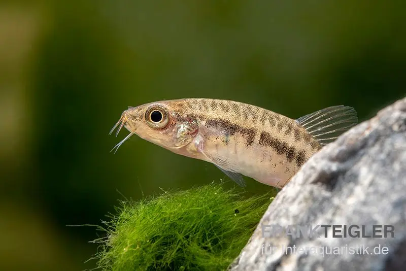 Loche naine d’Inlé, Yunnanilus brevis
