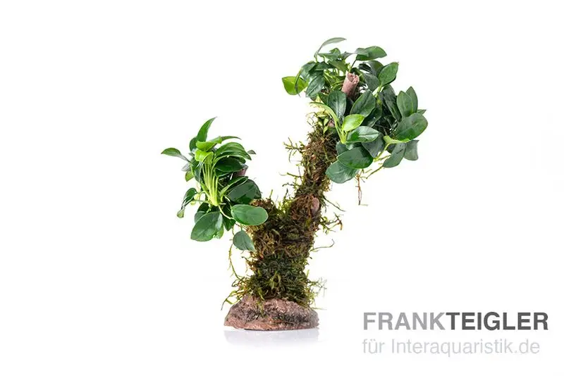 Bonsaï avec Vesicularia « Xmas » et Anubias « Mini »