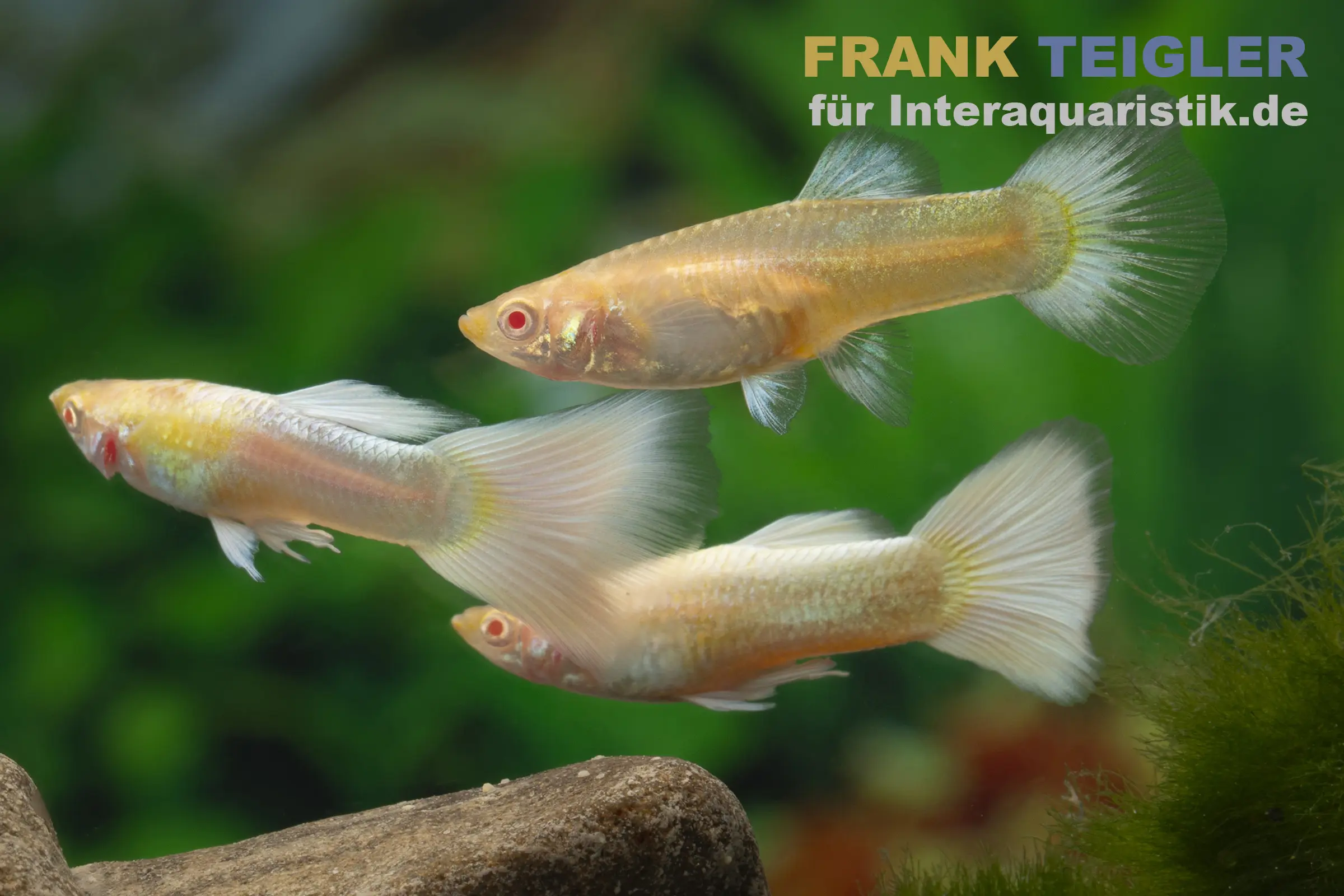 Guppy platinum Albino, Poecilia reticulata, par couple